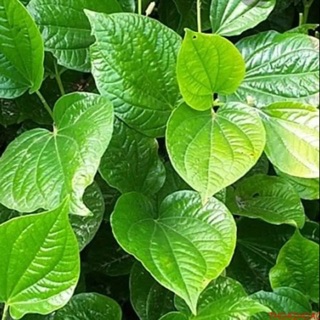Lá lốt khô 1 kg Hà Nội