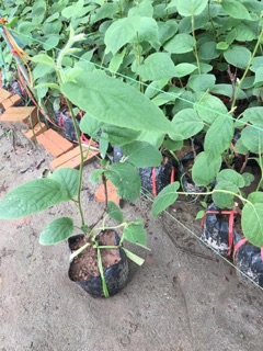 Kiwi vàng ngọt