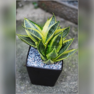 Lưỡi hổ vàng luôn chậu