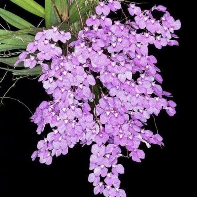 Hoa phong lan vũ nữ peru