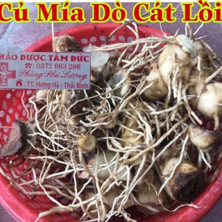 1kg củ mía dò tươi