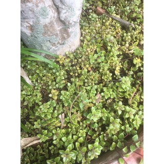 cây vảy rồng