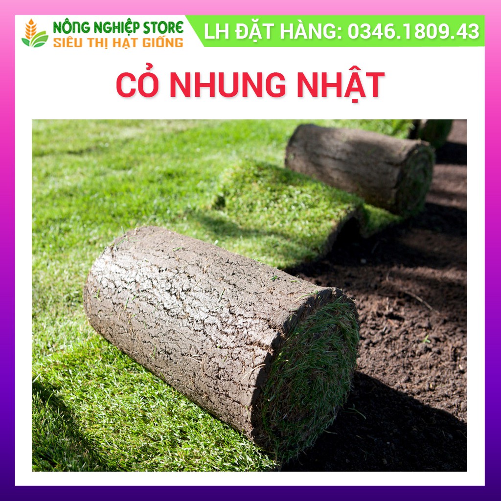 Hạt Giống Cỏ Nhung Nhật giống cỏ thảm cảnh sân vườn,sân golf,biệt thự, công viên - gói 1kg