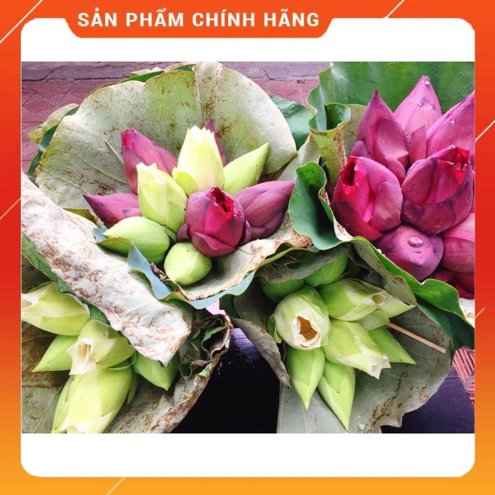 Trà sen nguyên bông trắng cổ - Kinh thành Huế