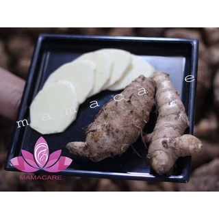 Nghệ trắng rừng tây bắc