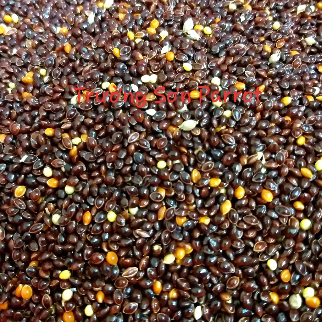 Hạt kê đen bóng lớn  dành cho chim, vẹt, chuột, sóc, yến hót....