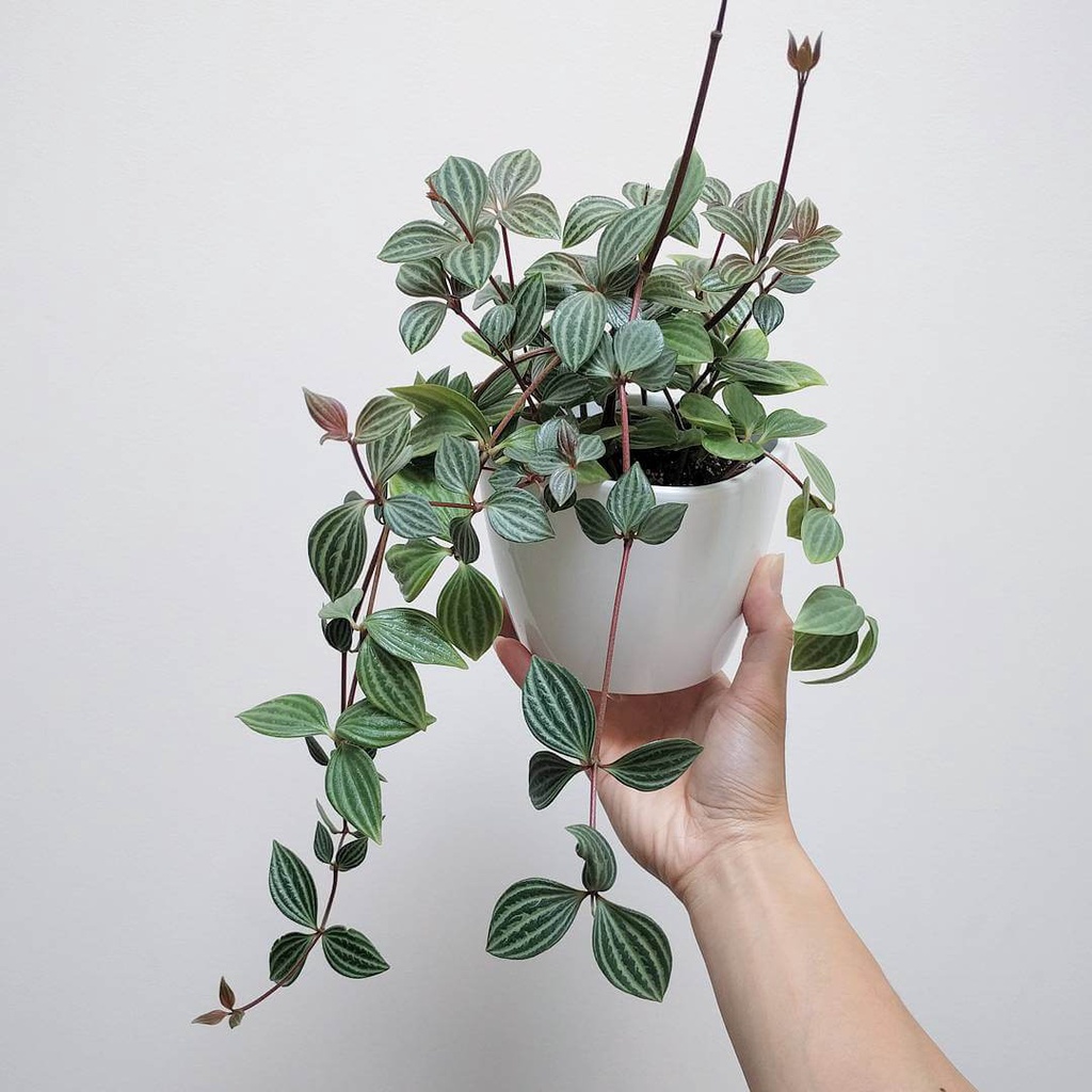 Cây giống Peperomia puteolata Parallel (Cây Song Song) chậu nhựa 8cm