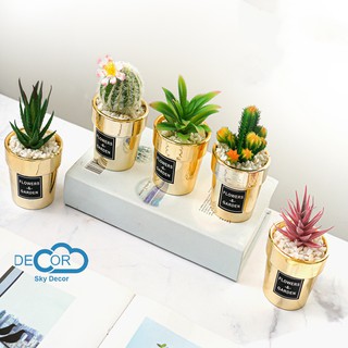 Chậu sen đá Flowers & Garden trang trí nhà cửa, chụp ảnh, decor cửa hàng