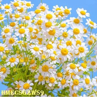Hạt giống hoa cúc La mã Hoa cúc nhỏ 200h