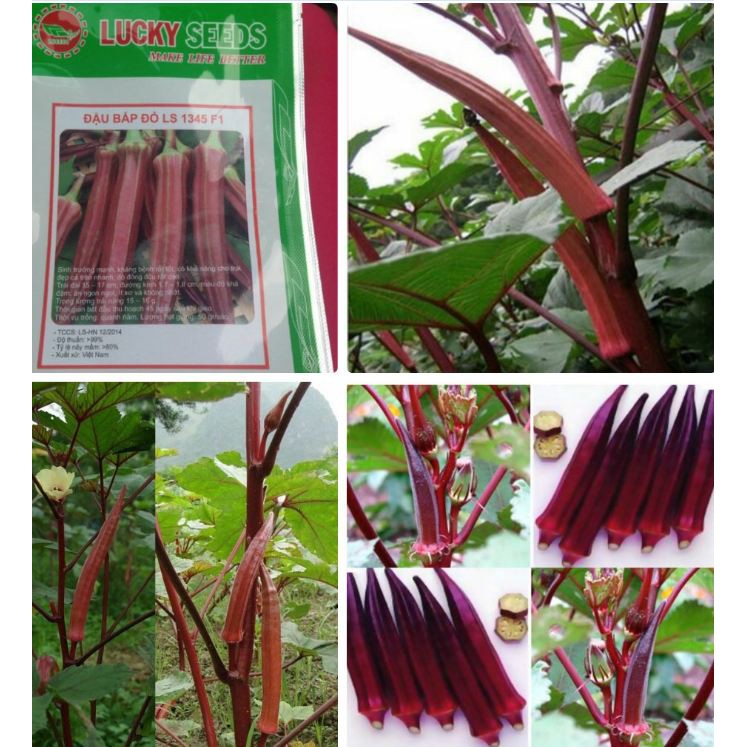 Hạt giống đậu bắp đỏ F1 - 1 gói 5gram