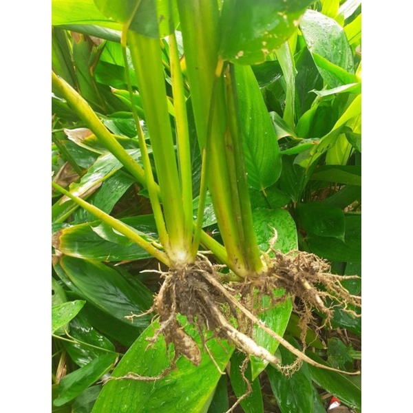 3 Cây giống môn bình tinh/ môn dong tinh/huỳnh tinh/mì tinh/củ lùn dài.