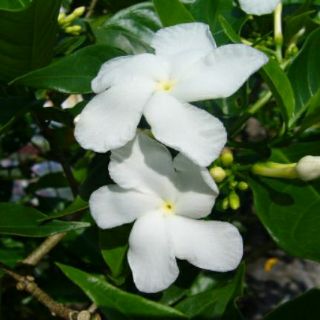 Cây Lài Tây , Lài Ta , Dành Dành
