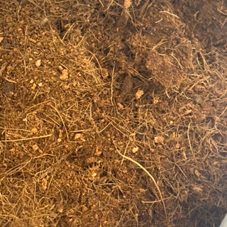 600GRAM XƠ DỪA CHƯA XỬ LÝ - NGUYÊN LIỆU TRỘN ĐẤT TRỒNG CÂY