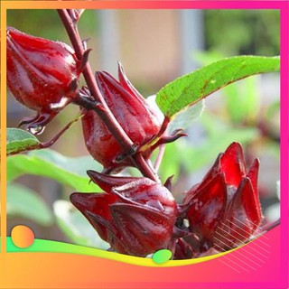 [TOP] Hạt Giống Atiso Đỏ - 10 Hạt [ Tặng Kèm 1 Viên Nén Xơ Dừa ] VIETGAR