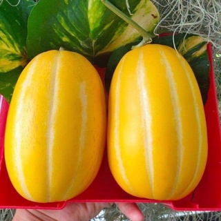 Hạt giống dưa lê Hàn Quốc