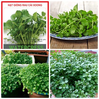 Bộ 3 gói Hạt giống rau xà lách xoong - HGT1