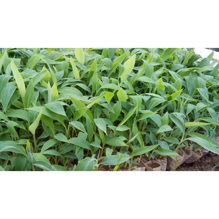 Cây chuối Ngự - Chuối Tiến Vua Của Người Việt