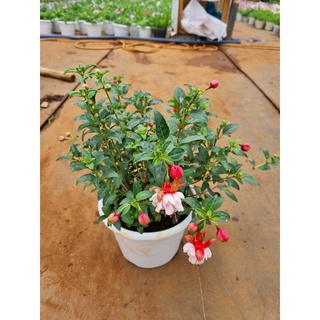 Cây lồng đèn búp bê sẵn hoa-vườn của boss