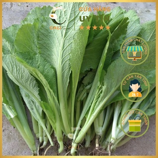 Hạt giống Cải Bẹ Xanh Mỡ 20g