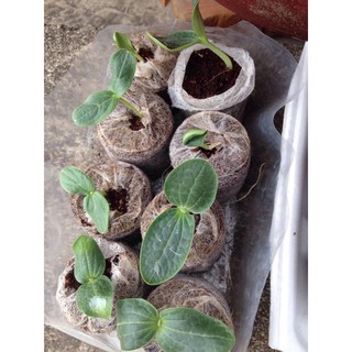 Hạt giống bí ngồi Xanh