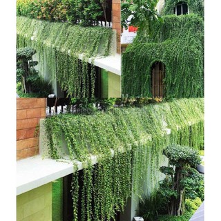 Cây Cúc Tần Ấn Độ LEO - BẦU CÂY GIỐNG