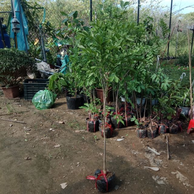 Hoa tử đằng thân gỗ