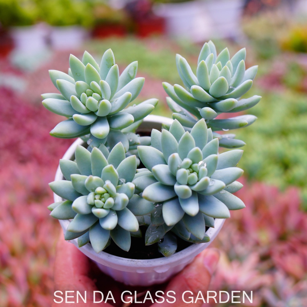 Sen đá Chuỗi ngọc lam chậu treo 8cm GLASS GARDEN giống hình, Sen đá đà lạt, Thuần khí hậu, Lỗi 1  đổi 1
