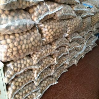 Cobo 5kg óc chó
