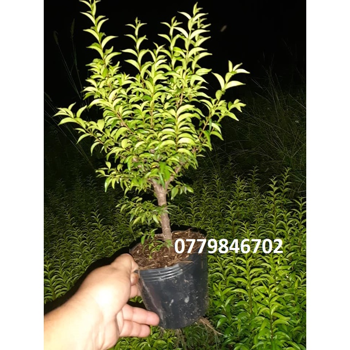 Mai chiếu thủy lá trung