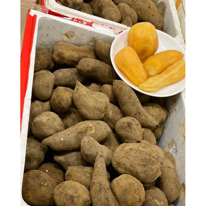 Khoai sâm đất y tý 1kg củ vừa