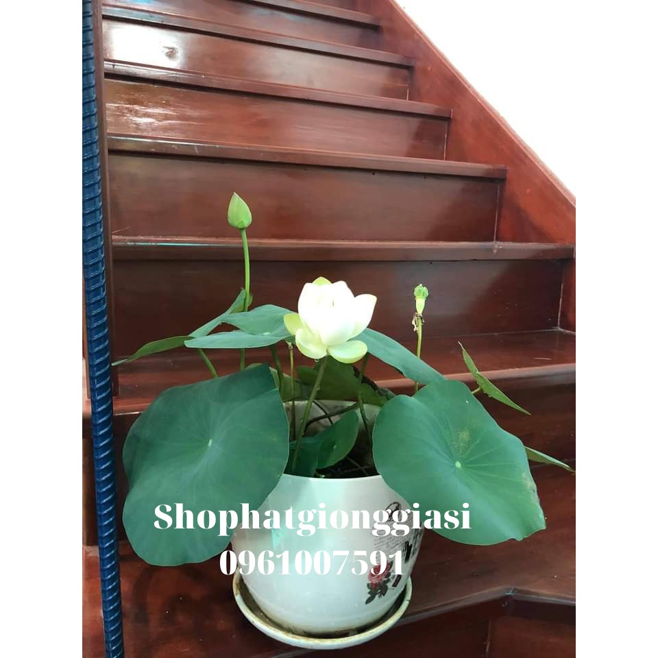 Bùn Khô Trồng Sen-Súng Mini Gói 500 Gram / Gói