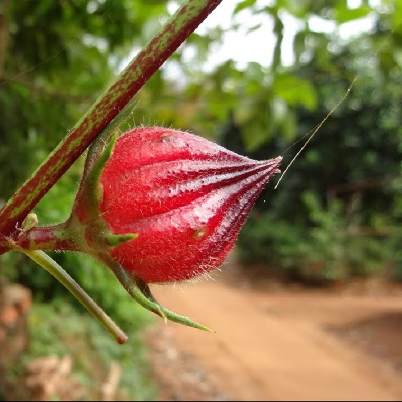 HẠT GIỐNG CÂY GIẤM, HOA ATISO ĐỎ - GÓI 2 GRAM