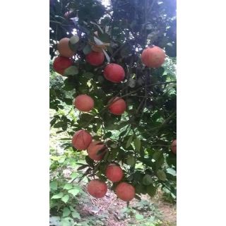 CÂYBƯỞI ĐỎ LUẬN VĂN