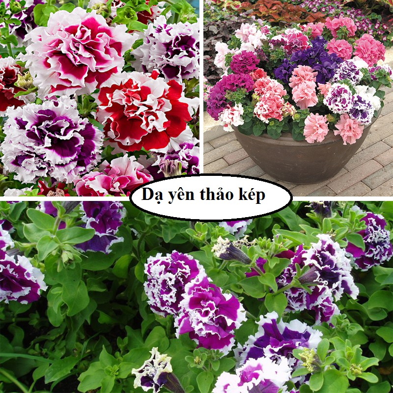 Hạt giống Dạ yên thảo kép nhiều màu tỷ lệ nảy mầm cao Petunia seeds