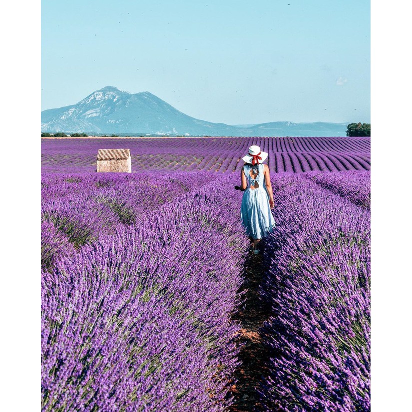 Gói 50 hạt giống hoa oải hương, lavender tím, tặng kích mầm