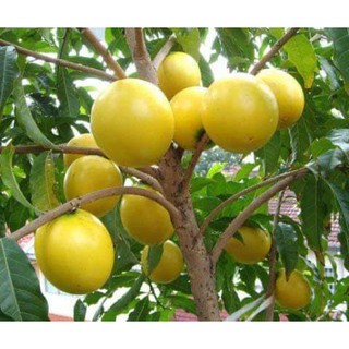CÂY giống vú sữa hoàng kim