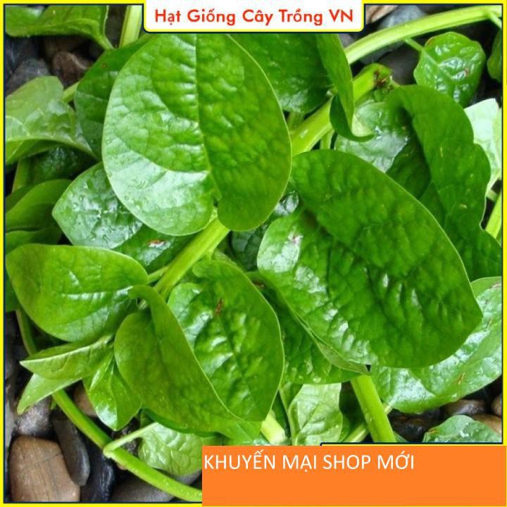 Hạt giống Mồng Tơi Xanh Dễ Trồng - Gói 20 Gram khuyến mại shop mới