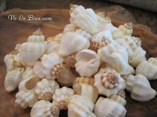 Vỏ ốc biển trang trí 100 gr