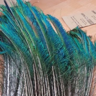 lông rìa loại 1 ~ 80cm lông công phong thuỷ