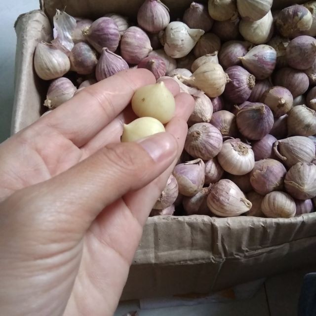 Tỏi cô đơn 1 kí