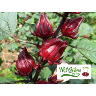 20 Hạt giống atiso đỏ F1 LINH NGOC