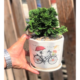 Chậu sứ cây trắc xoắn