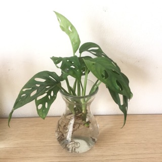 Cây trầu bà lỗ nhỏ (không kèm chậu), trầu bà cửa sổ