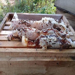 Mật Ong Hoa Cao Su 550gr