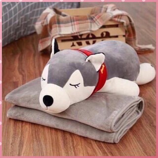 Bộ chăn gối văn phòng husky đai đỏ, chăn gối văn phòng