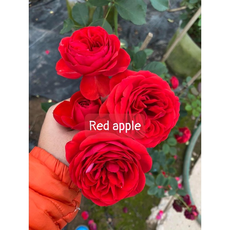 10 gốc hồng ngoại 10 màu