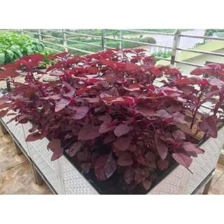 Hạt Giống Rau Dền Đỏ Cao Sản, Dễ Trồng Gói 20gr