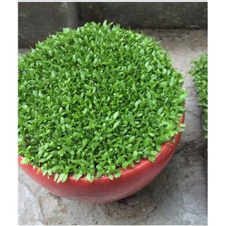 Hạt giống cỏ may mắn ( gói 1gram )