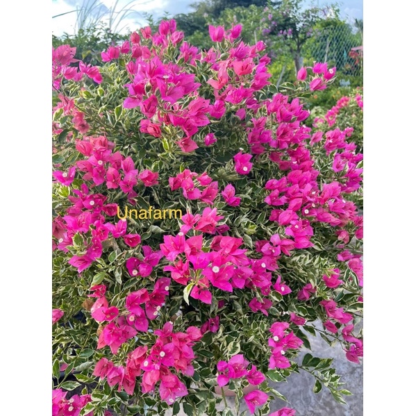 Hoa giấy laikatung pink ghép đế mỹ