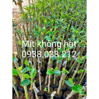 CÂY GIỐNG MÍT KHÔNG HẠT